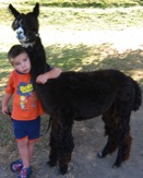 Alpaca